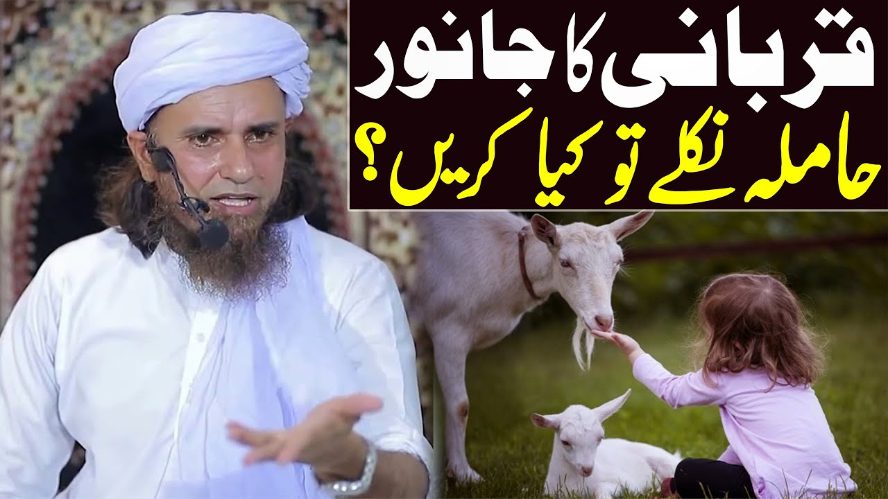 Qurbani ka Janwar Hamla nikle to kya karain ? | Mufti Tariq Masood Special | Qurbani ke masail 2022